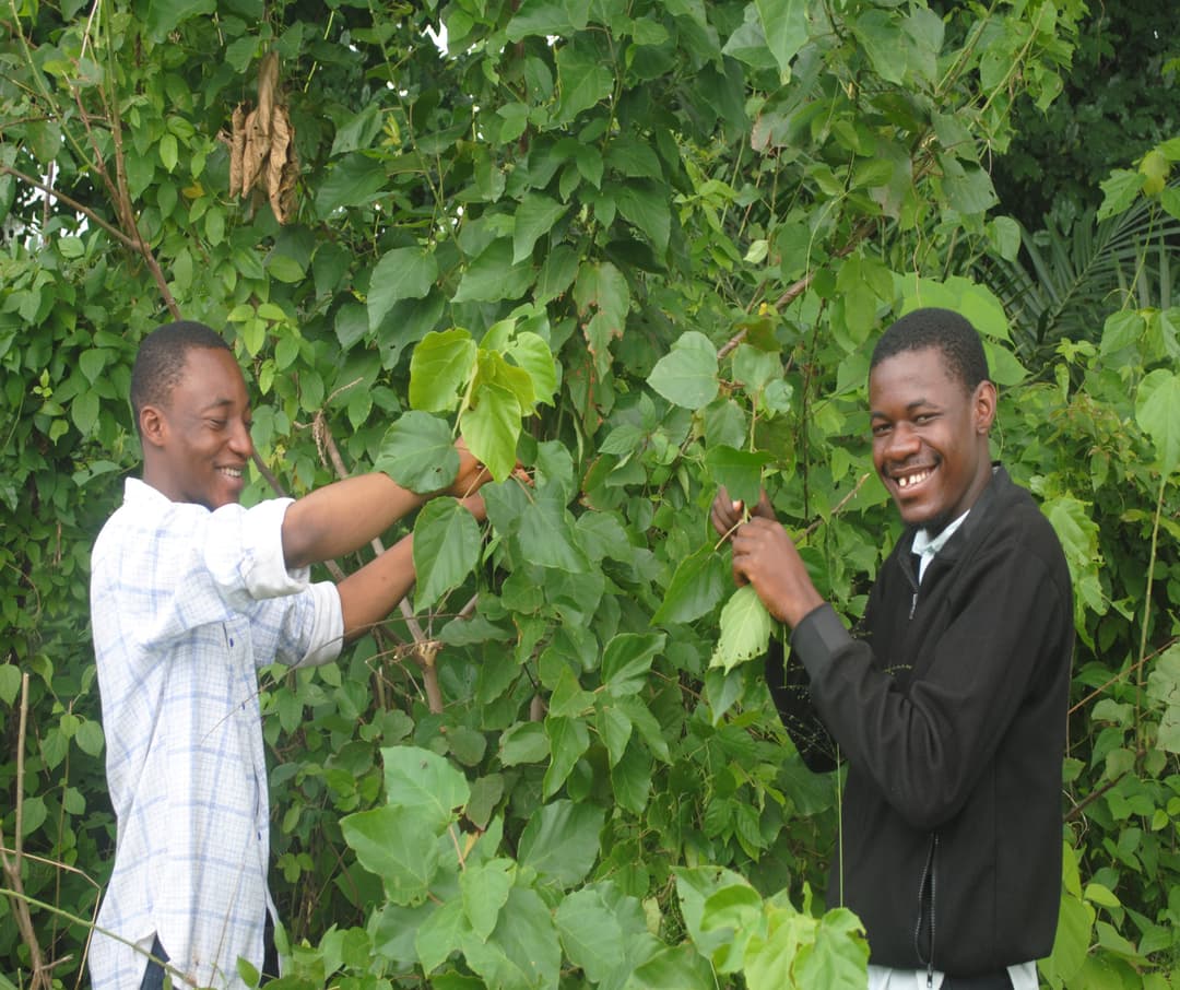 Wild harvesting of Alchornea cordifolia (Christmas bush) leaves