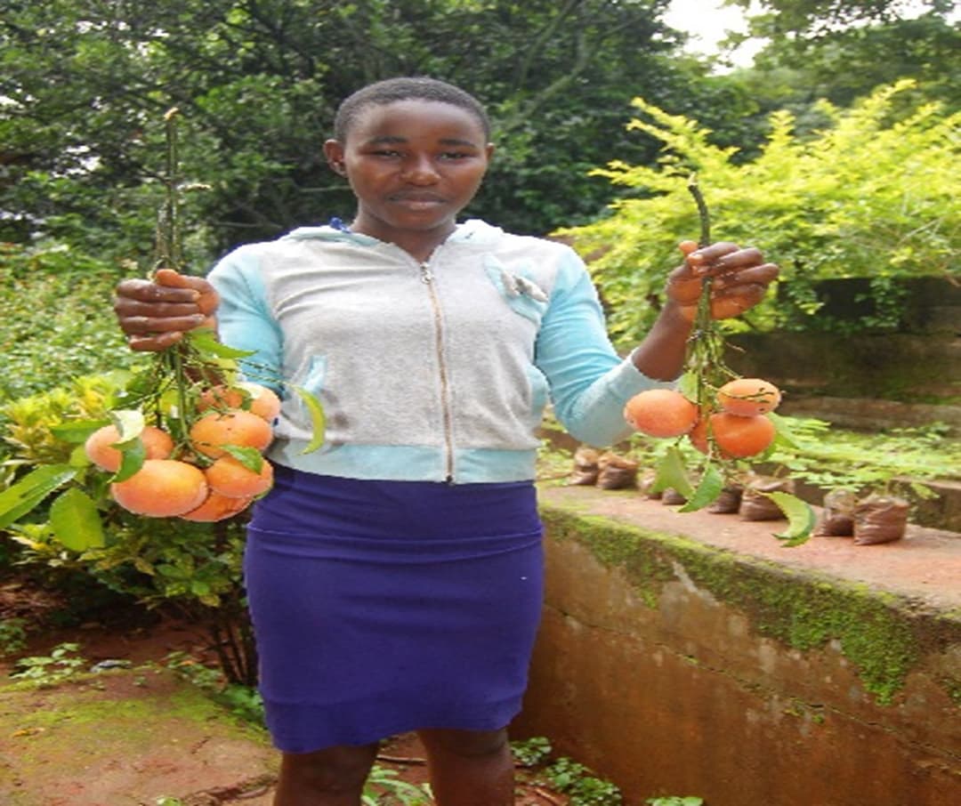 It's Garcinia kola (bitter kola) season once again! Meet one of our local gatherers!