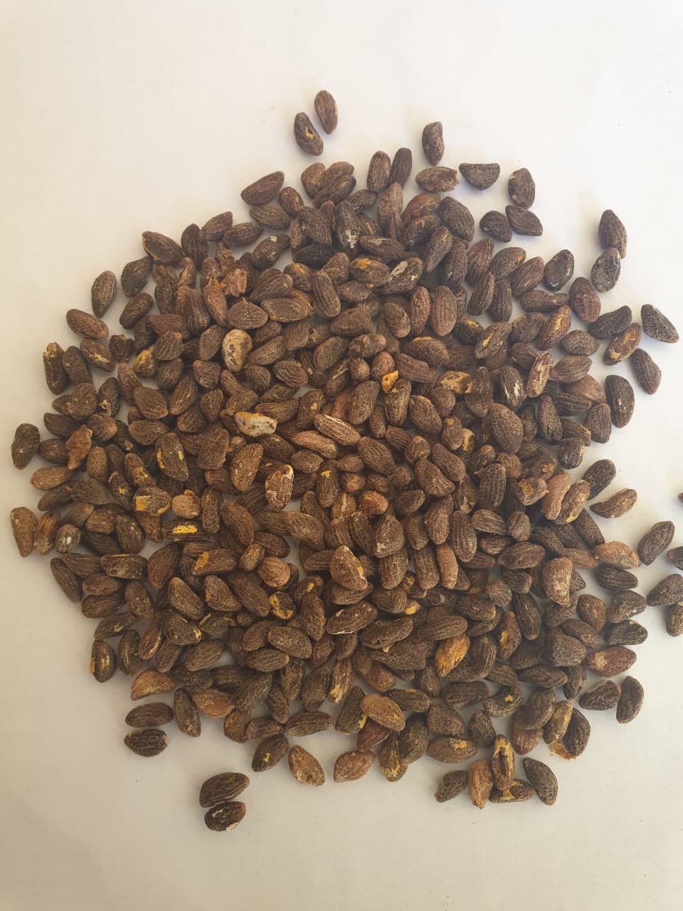 Voacanga africana (African voacanga) dried seeds