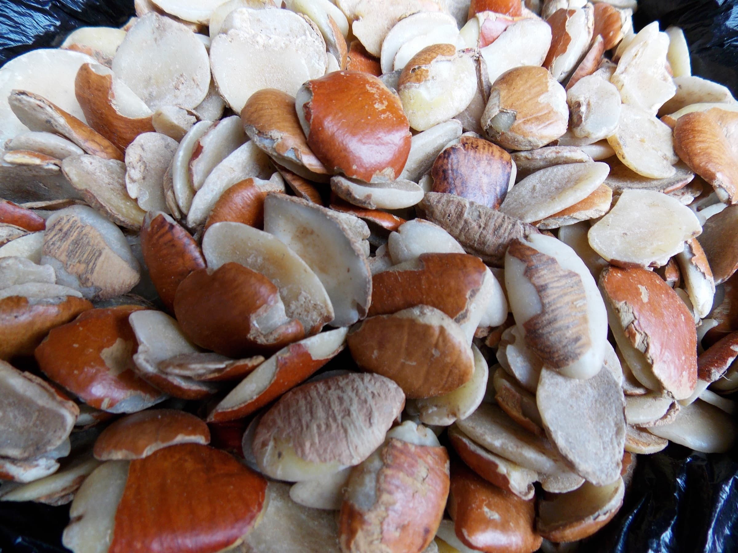 Irvingia gabonensis (African bush mango) dried seeds
