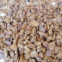Picralima nitida (Akuamma) seeds